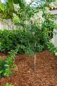 CREPE MYRTLE TREE - WHITE